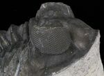 Bug-Eyed Coltraneia Trilobite - Great Eye Detail #41825-1